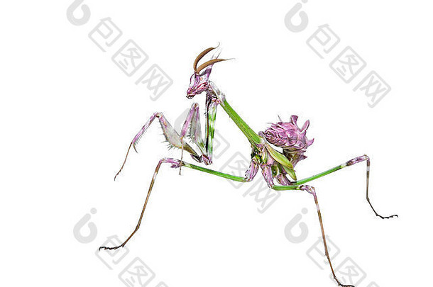螳螂昆虫捕食者狩猎构成长飙升腿孤立的白色背景
