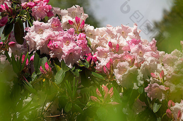 英国德比郡Lea花园的彩色杜鹃花。