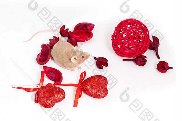 好奇的小金鼠标坐在在干红色的花闪亮的装饰心圣情人节一天
