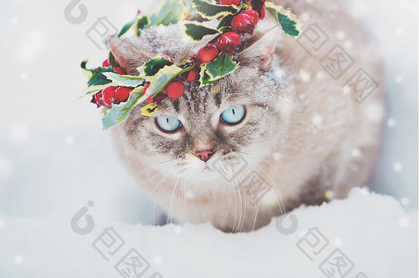 戴着圣诞花环的暹罗小猫的肖像。冬天，猫在厚厚的雪地上行走