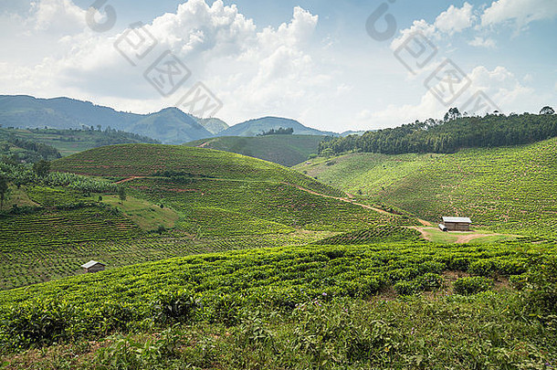 非洲乌干达伊萨卡的茶园