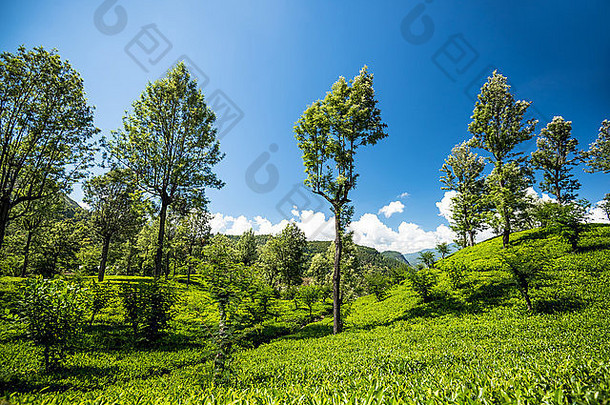 茶字段山区域努瓦拉埃利亚斯里兰卡斯里兰卡