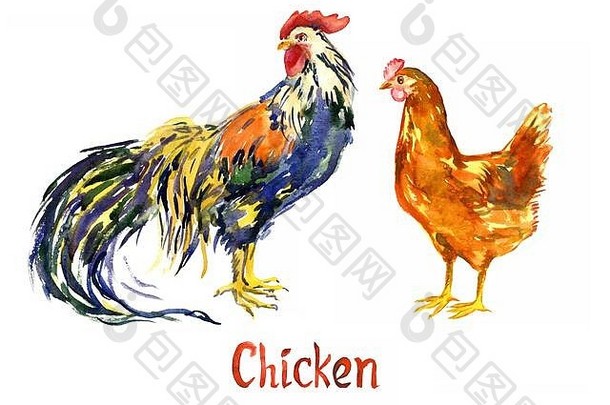 红色的鸡和五颜六色的公鸡，手工绘制的水彩插图与白色隔离，设计元素