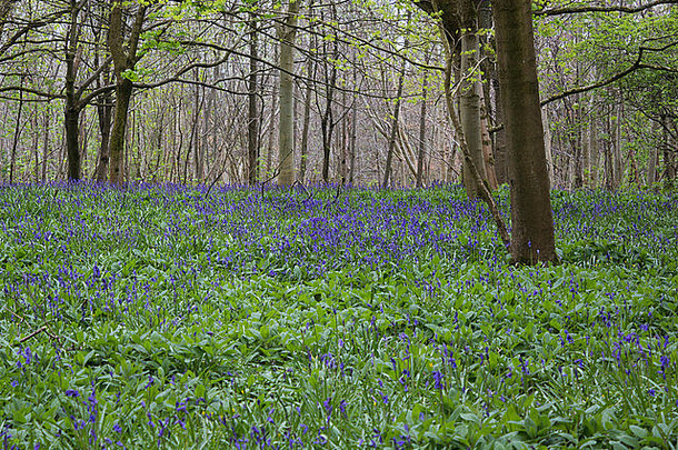 苏格兰一片春天的林地，森林地面上生长着新的蓝莓花。