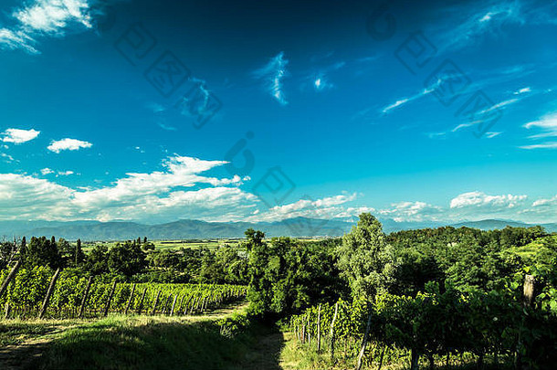 在一个风雨交加的夏日，意大利乡村的葡萄种植