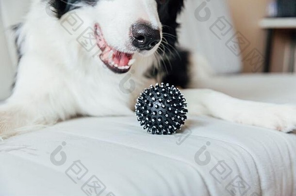 可爱的微笑小狗博德牧羊犬在室内沙发上玩玩具球的有趣画像。新的可爱的家庭成员小狗在家里凝视和等待。宠物护理和动物概念