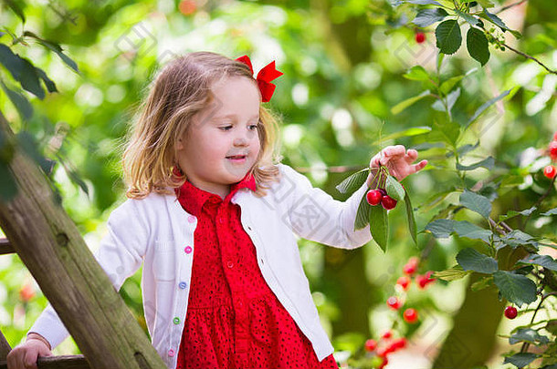 孩子们挑选樱桃水果农场孩子们选择樱桃夏天果园蹒跚学步的孩子婴儿吃新鲜的水果