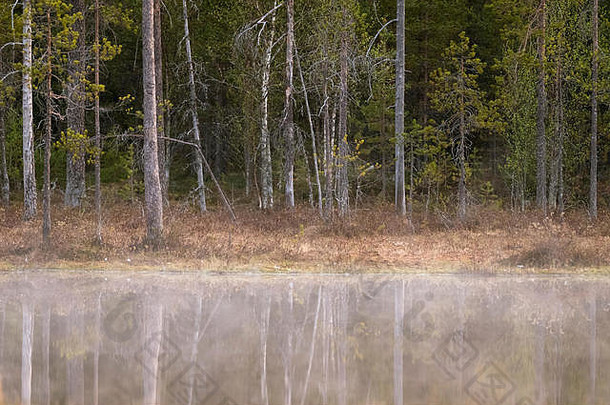湖边森林芬兰混合银桦木松树