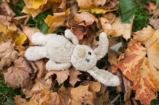 秋叶玩具兔