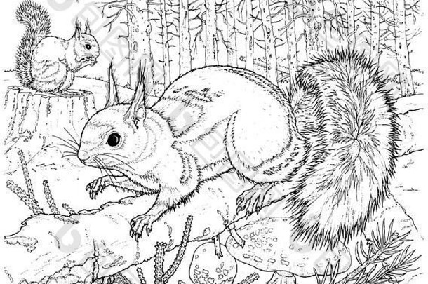 红色的松鼠北美寻常的稀缺的英国居民黑色的白色行画