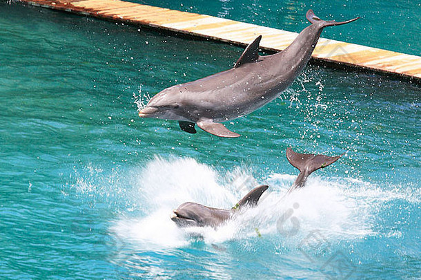两只海豚在佛罗里达州的阳光下嬉戏
