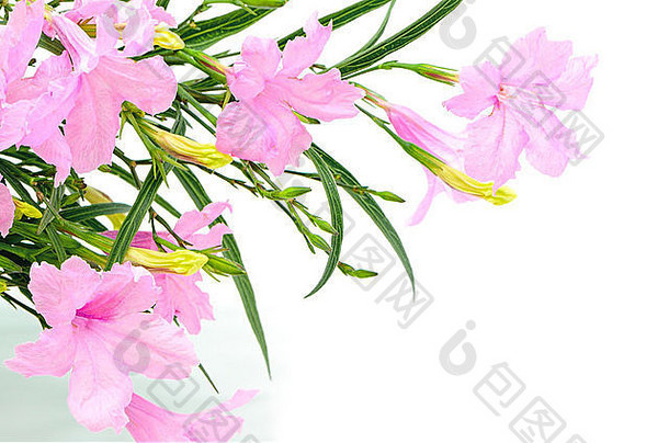 美丽的粉红色花，Ruellia squarrosa，孤立于白色背景上