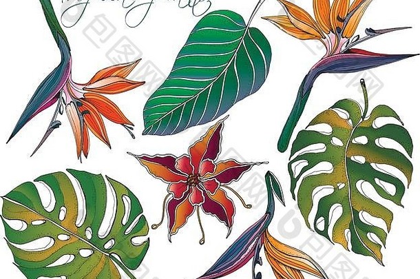 涂鸦热带植物集与涂鸦彩色植物载体。明亮的天堂花，绿色的香蕉叶，热带叶