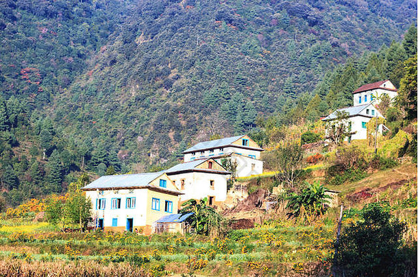 尼泊尔奇特朗森林附近尼泊尔村庄的传统风格漂亮的房屋。