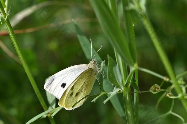 卷心菜白蝴蝶，栖息在阳光下的植物上
