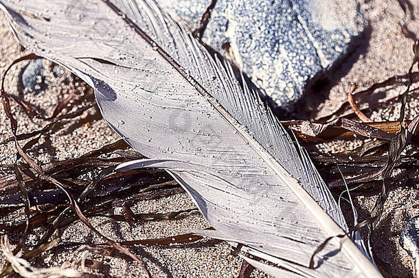 海滩上躺着一根老羽毛的照片