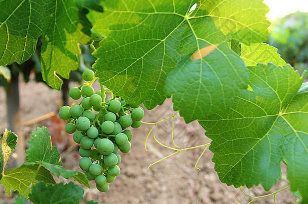 地中海西班牙地区的绿色葡萄柚葡萄园葡萄