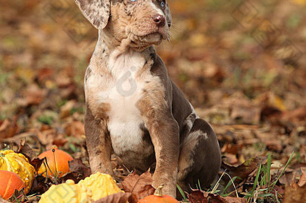 秋天，可爱的路易斯安那州卡塔胡拉南瓜小狗