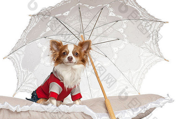 吉娃娃一年坐着阳伞前面白色背景