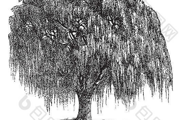 巴比伦柳树柳树巴比伦尼卡哭泣柳树古董雕刻刻插图巴比伦柳树树