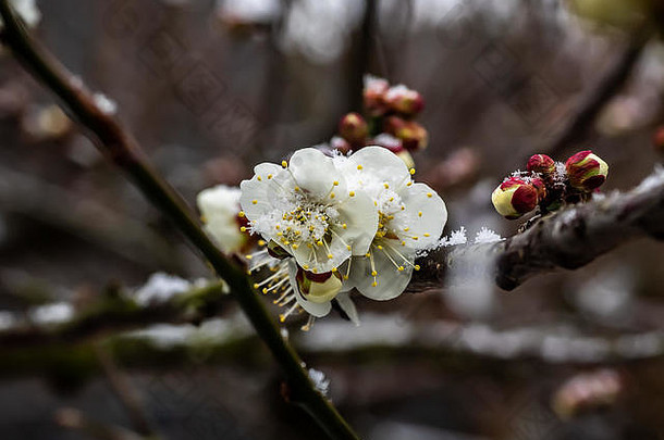 在日本神奈川，二月的一场暴风雪中，雪落在一小簇日本梅花上