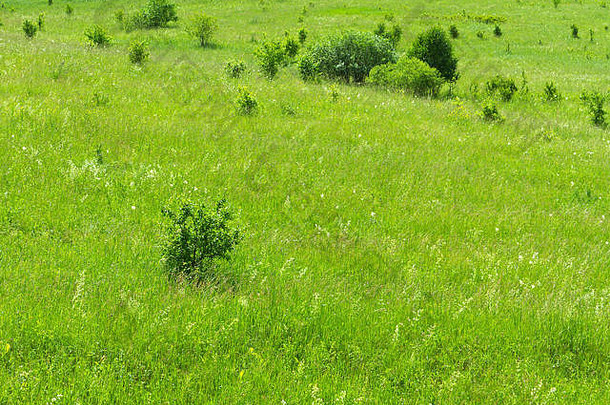 自然背景：山下的绿色小草，草，花和其他草药。