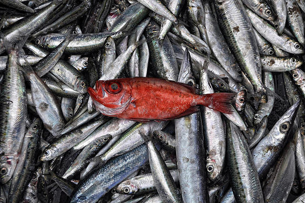 红色的鱼前银鱼