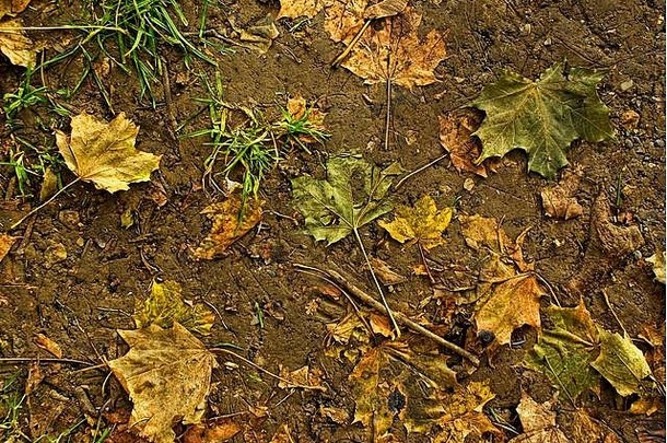 秋叶在松软的土壤中践踏。