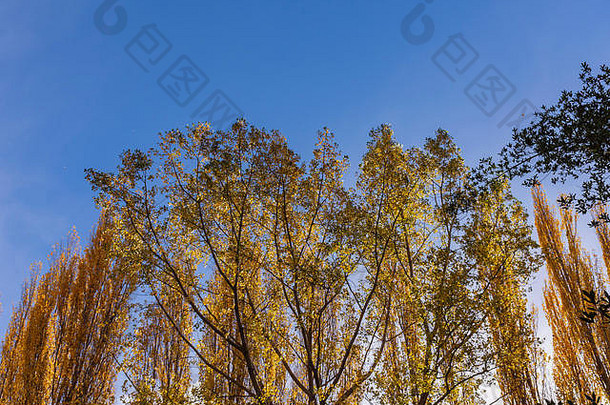 阿根廷巴塔哥尼亚秋季黄色棉白杨树对天空的低角度拍摄