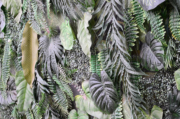 背景为热带绿叶，墙上有蕨类、棕榈和美味怪兽叶。花卉丛林图案概念背景特写