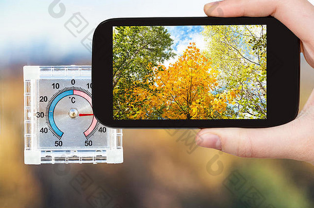 旅游理念——在俄罗斯莫斯科，炎热的秋日里，游客通过智能手机在家窗户上拍摄黄树和室外温度计