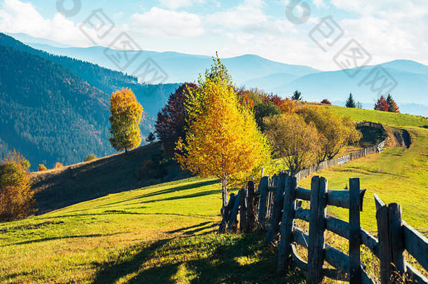 山中美丽的秋天乡村。沿着道路穿过青草丛生的山丘的木栅栏。喀尔巴阡山农村地区。晴朗的天气
