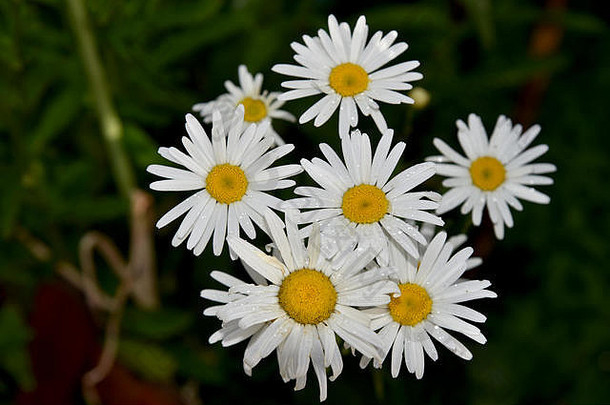 花园里美丽的白色雏菊