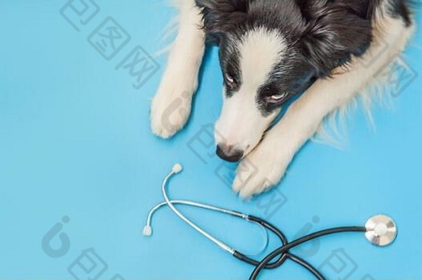小狗狗边境牧羊犬听诊器孤立的蓝色的背景狗接待兽医医生兽医诊所宠物健康护理动物概念