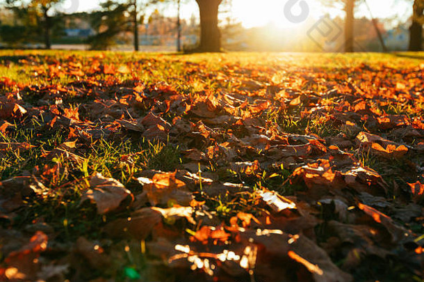 在阳光明媚的天气里，地上有干燥的秋叶