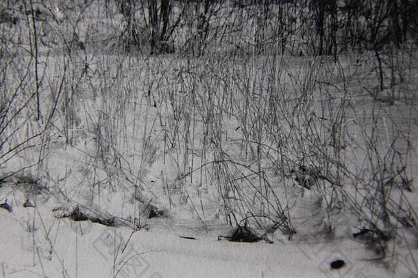 细古董黑色的白色生活方式摄影草幸存的冬天降雪