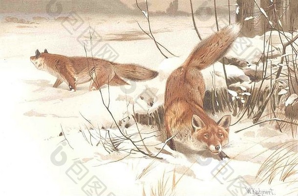 狐狸：普通狐狸，仿古印刷品1893