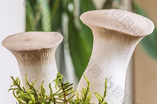 王牡蛎差事生有机蘑菇收获蘑菇农场埃林斯真菌被称为皇家牡蛎蘑菇草原