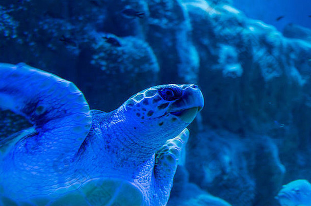 海洋生活概念海乌龟面具物种卡莱塔卡莱塔圈养游泳蓝色的海洋背景