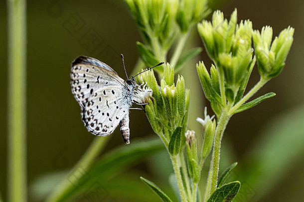 苍白的草蓝色的蝴蝶假齐泽菌玛哈提要小花森林保存公园神奈川日本