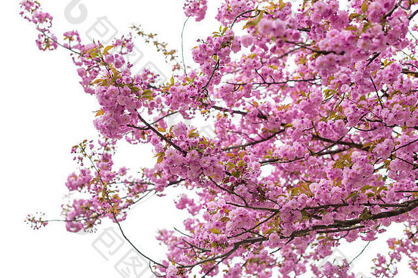 盛开的日本樱桃树樱花春天