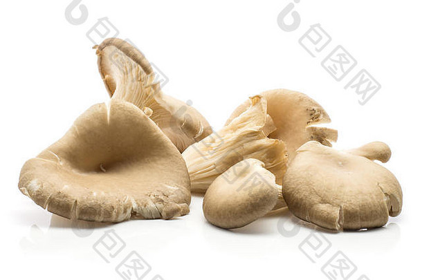 牡蛎蘑菇（平菇），在白色背景上分离，生食