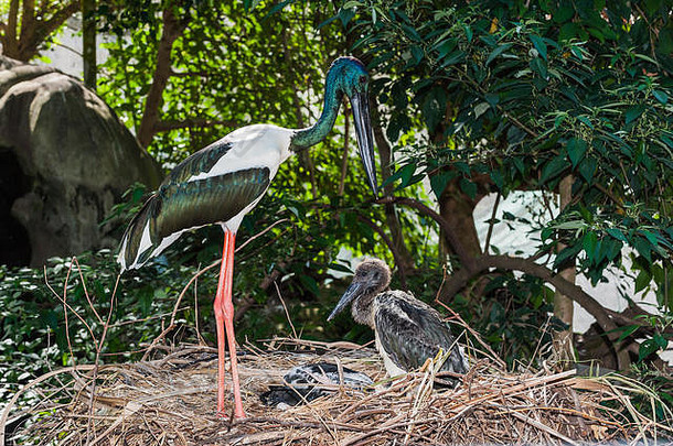 澳大利亚湿地涉禽、澳大拉西亚鹳、黑颈鹳或澳大利亚的贾比鲁的自然行为图片。