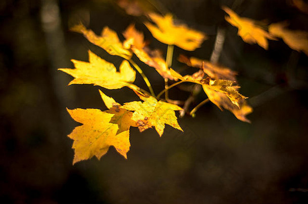 在阳光下改变秋天的田野枫叶，林地景观，英国
