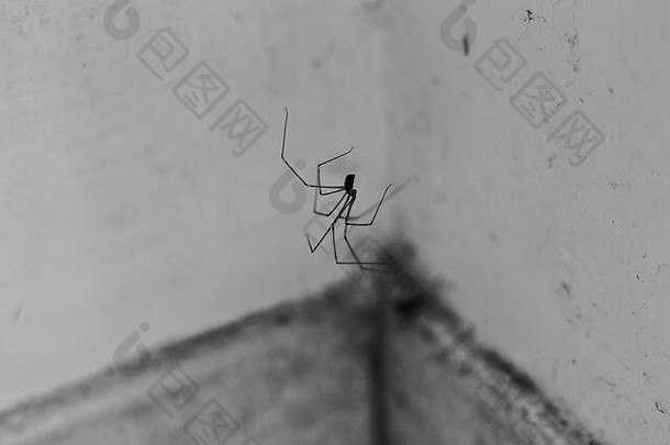 一只黑蜘蛛挂在他的网上（佩萨罗，意大利，欧洲）