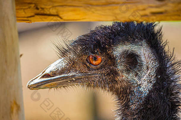 一辆emu在一个围起来的区域内，通过墙角的栅栏柱向外张望。它橙色的眼睛看起来很明亮，它斑驳的羽毛、皮肤和喙的纹理都是黑色的