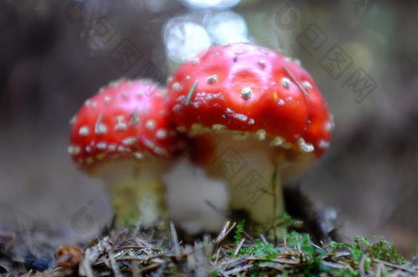 森林里有白色斑点的红蘑菇