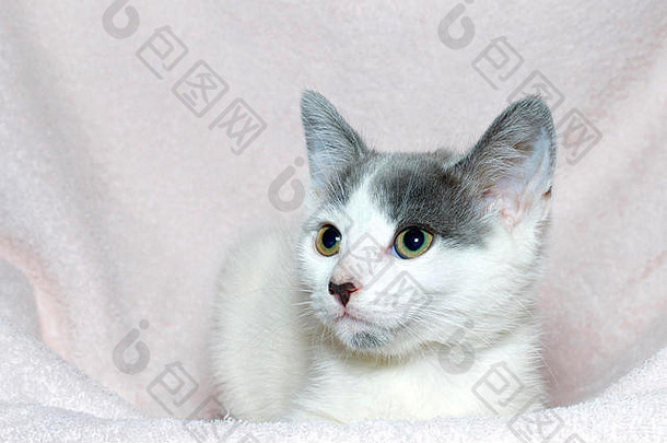 一只六周大的灰白色<strong>小花猫</strong>，躺在浅粉色的毯子上，向画面左侧张望