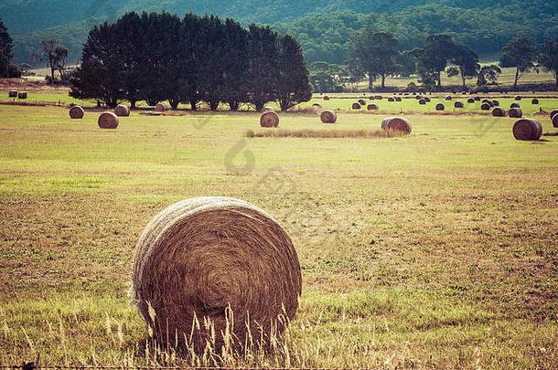 在田地里用更多的干草捆和树木在背景景观中特写圆形干草捆。