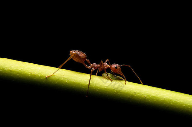 黑底大世界中的蚂蚁世界